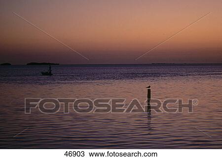 Bird perching on wooden post in sea, Flamingo Point, Everglades, Florida, USA View Large Photo Image Stock Image - Bird perching on wooden post in sea, Flamingo Point, Everglades, Florida, USA . Fotosearch
