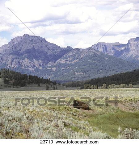 Bison in forest, Yellowstone National Park, Wyoming, USA View Large Photo Image Stock Image - Bison in forest, Yellowstone National Park, Wyoming, USA . Fotosearch