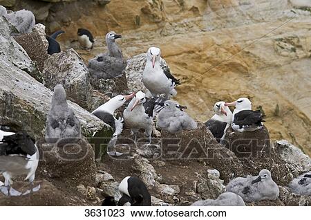 Black browed albatrosses, Diomedea melanophris, New Island, Falkland Islands, South America, America View Large Photo Image Stock Image - Black browed albatrosses, Diomedea melanophris, New Island, Falkland Islands, South America, America . Fotosearch