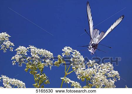 Black-veined white, Aporia crataegi View Large Photo Image Stock Image - Black-veined white, Aporia crataegi . Fotosearch