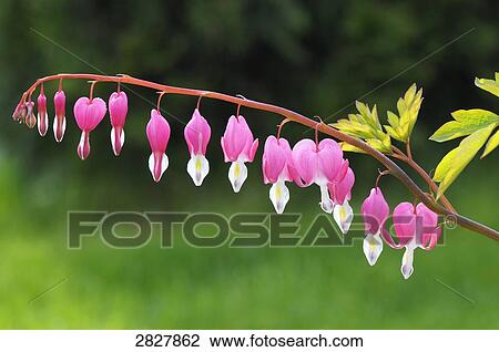 bleeding heart (Dicentra spectabilis), close-up View Large Photo Image Stock Image - bleeding heart (Dicentra spectabilis), close-up . Fotosearch