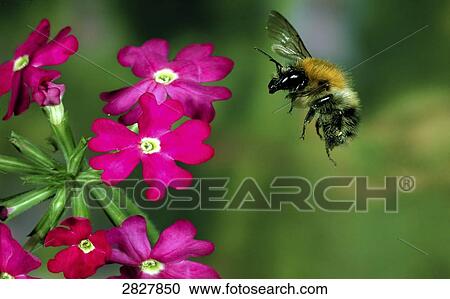 Bombus lucorum flying to a flower, close-up View Large Photo Image Stock Image - Bombus lucorum flying to a flower, close-up . Fotosearch