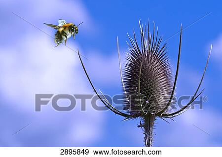 Bombus lucorum flying to Dipsacus fullonum, close-up View Large Photo Image Stock Photo - Bombus lucorum flying to Dipsacus fullonum, close-up . Fotosearch