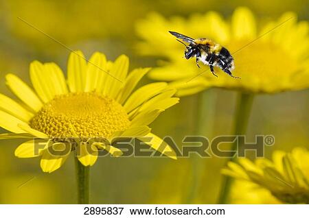 Bombus ruderatus flying to a yellow flower, close-up View Large Photo Image Stock Photo - Bombus ruderatus flying to a yellow flower, close-up . Fotosearch