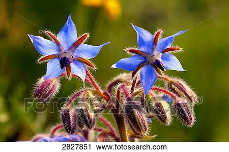 borage (Borago officinalis), close-up View Large Photo Image Stock Image - borage (Borago officinalis), close-up . Fotosearch
