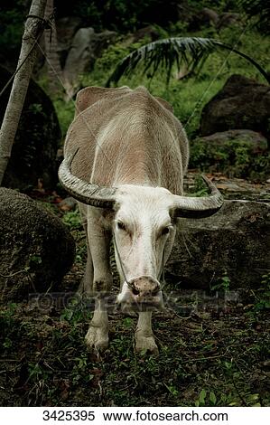 Stock Photography - Buffalo in a forest, Ko Tao, Thailand . Fotosearch