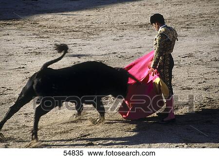 Bullfighter fighting with bull in arena, Plaza De Toros De Las Ventas, Madrid, Spain View Large Photo Image Stock Photography - Bullfighter fighting with bull in arena, Plaza De Toros De Las Ventas, Madrid, Spain . Fotosearch