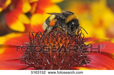 Stock Image - Bumble-bee searching food . Fotosearch