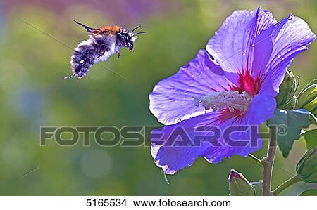 Bumblebee, Megabombus pascuorum, flying to mallow View Large Photo Image Picture - Bumblebee, Megabombus pascuorum, flying to mallow . Fotosearch