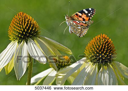 Butterfly and blossom View Large Photo Image Stock Photograph - Butterfly and blossom . Fotosearch