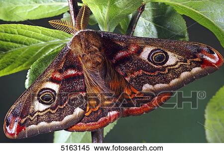 Butterfly, Eudia pavonia View Large Photo Image Stock Photography - Butterfly, Eudia pavonia . Fotosearch