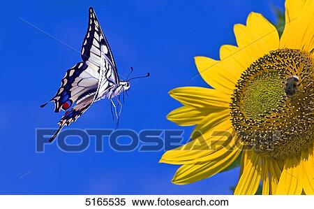 Butterfly, Papilio machaon, landing on sunflower  View Large Photo Image Stock Photography - Butterfly, Papilio machaon, landing on sunflower . Fotosearch