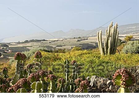 Cactus on island, Tenerife, Canary Islands, Spain View Large Photo Image Stock Photo - Cactus on island, Tenerife, Canary Islands, Spain . Fotosearch