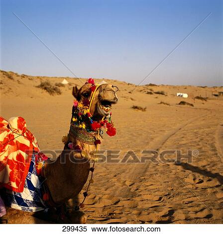 Camel in desert, Sharjah, United Arab Emirates View Large Photo Image Stock Photography - Camel in desert, Sharjah, United Arab Emirates . Fotosearch