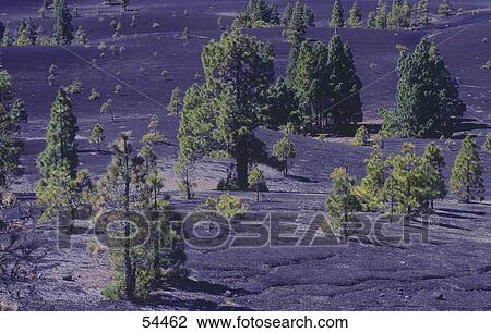 Canary Island Pine (Pinus canariensis) trees in black lava, Cumbre Nueva, La Palma, Canary Islands, Spain View Large Photo Image Stock Image - Canary Island Pine (Pinus canariensis) trees in black lava, Cumbre Nueva, La Palma, Canary Islands, Spain . Fotosearch