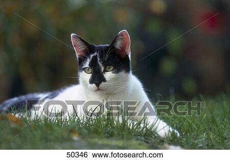 Cat lying in field View Large Photo Image Stock Photograph - Cat lying in field . Fotosearch