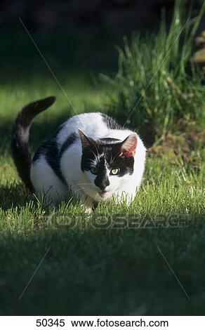 Stock Photography - Cat lying in field . Fotosearch