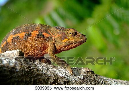 Chameleon on branch, Nossi Be, Madagascar, side view View Large Photo Image Stock Photography - Chameleon on branch, Nossi Be, Madagascar, side view . Fotosearch