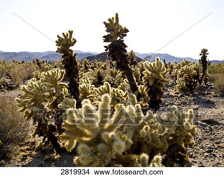 Cholla Cactus, Joshua Tree National park, California, USA View Large Photo Image Picture - Cholla Cactus, Joshua Tree National park, California, USA . Fotosearch