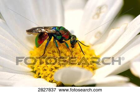 Stock Photo - Chrysis ignita on a flower, close-up . Fotosearch