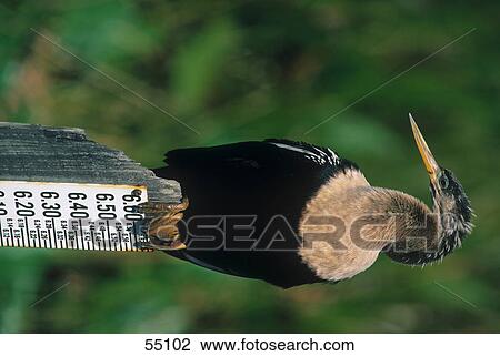 Close-up of Anhinga perching on wooden post View Large Photo Image Stock Image - Close-up of Anhinga perching on wooden post . Fotosearch
