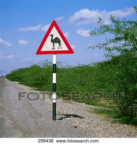 Close-up of animal crossing roadside, Digdagga, United Arab Emirates View Large Photo Image Stock Photograph - Close-up of animal crossing roadside, Digdagga, United Arab Emirates . Fotosearch