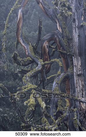 Stock Photo - Close-up of bare tree in primeval forest, Stilfserjoch, Tyrol, Italy . Fotosearch