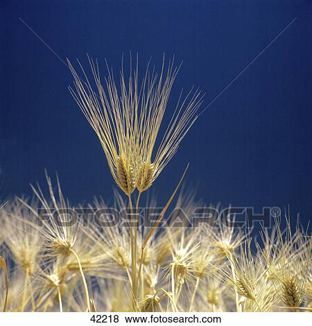 Close-up of barley View Large Photo Image Stock Photo - Close-up of barley . Fotosearch