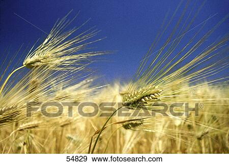 Close-up of barley View Large Photo Image Stock Photo - Close-up of barley . Fotosearch