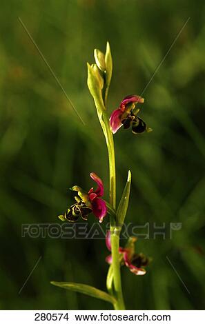 Close-up of Bee Orchid (Ophrys apifera) flower, France View Large Photo Image Picture - Close-up of Bee Orchid (Ophrys apifera) flower, France . Fotosearch