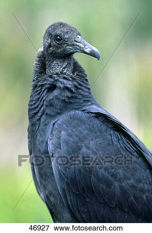 Stock Photo - Close-up of Black Vulture (Coragyps atratus) . Fotosearch