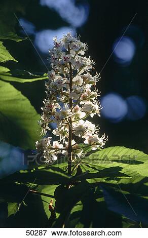Stock Photo - Close-up of blooming flower of European Horsechestnut (Aesculus hippocastanum) tree Close-up of blooming flower of European Horsechestnut (Aesculus hippocastanum) tree Close-up of blooming flower of European Horsechestnut (Aesculus hippocastanum) tree . Fotosearch