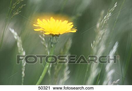 Close-up of blooming flower of Mouse-ear Hawkweed (Pilosella officinarum) View Large Photo Image Stock Image - Close-up of blooming flower of Mouse-ear Hawkweed (Pilosella officinarum) . Fotosearch