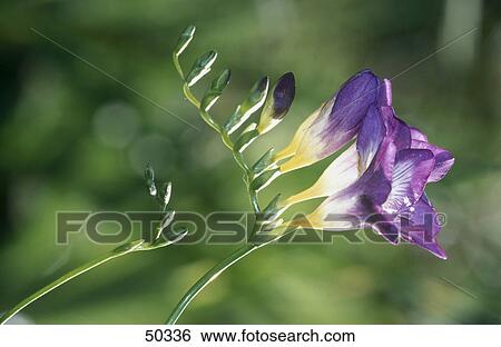 Close-up of blooming flowers of Freesia Iridaceae View Large Photo Image Stock Photograph - Close-up of blooming flowers of Freesia Iridaceae . Fotosearch