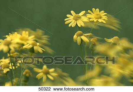 Close-up of blooming flowers of Ragwort (Jacobaea vulgaris) View Large Photo Image Stock Image - Close-up of blooming flowers of Ragwort (Jacobaea vulgaris) . Fotosearch