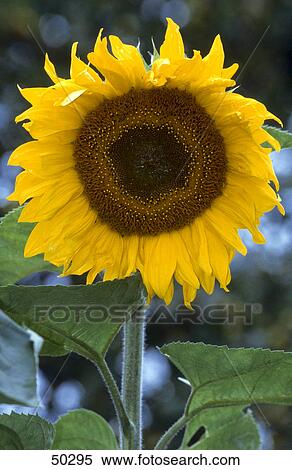 Close-up of blooming Sunflower (Helianthus annuus) Close-up of blooming Sunflower (Helianthus annuus) View Large Photo Image Stock Photography - Close-up of blooming Sunflower (Helianthus annuus) Close-up of blooming Sunflower (Helianthus annuus) . Fotosearch