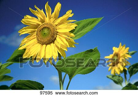 Close-up of blooming Sunflowers (Helianthus annuus) against blue sky View Large Photo Image Stock Photography - Close-up of blooming Sunflowers (Helianthus annuus) against blue sky . Fotosearch