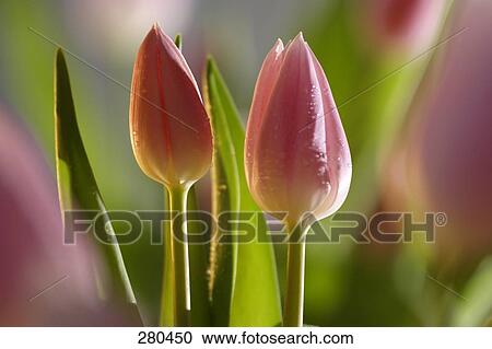 Close-up of blooming tulip flowers View Large Photo Image Stock Image - Close-up of blooming tulip flowers . Fotosearch