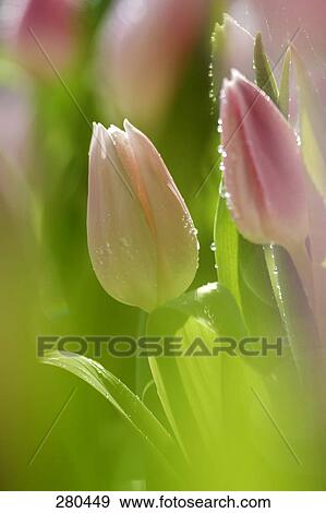 Close-up of blooming tulip flowers View Large Photo Image Stock Photo - Close-up of blooming tulip flowers . Fotosearch