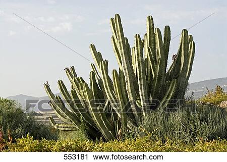 Stock Image - Close-up of cactus, Tenerife, Canary Islands, Spain . Fotosearch