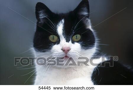 Close-up of cat, Germany View Large Photo Image Stock Photography - Close-up of cat, Germany . Fotosearch