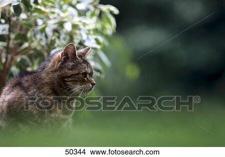 Picture - Close-up of cat . Fotosearch