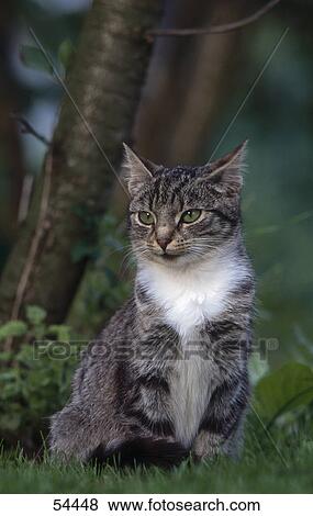 Stock Photo - Close-up of cat sitting on grass . Fotosearch