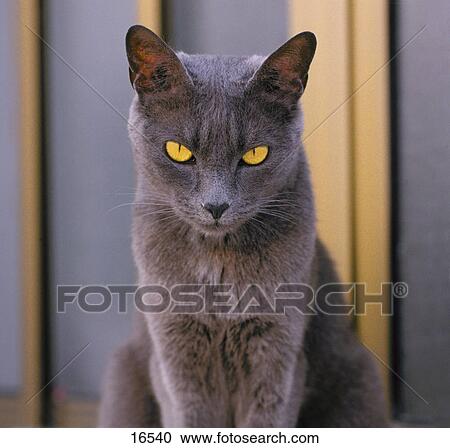 Stock Image - Close-up of cat . Fotosearch