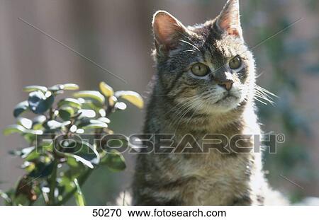 Close-up of cat View Large Photo Image Stock Image - Close-up of cat . Fotosearch