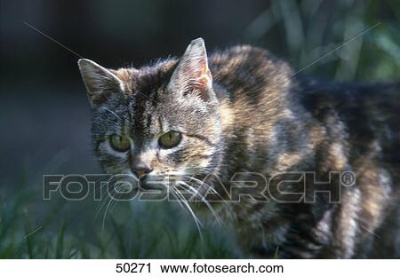 Stock Image - Close-up of cat . Fotosearch
