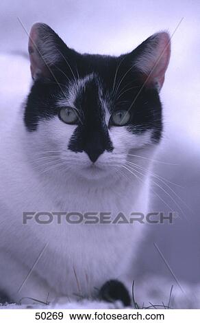Close-up of cat View Large Photo Image Stock Photo - Close-up of cat . Fotosearch