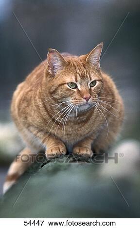 Stock Photo - Close-up of cat . Fotosearch