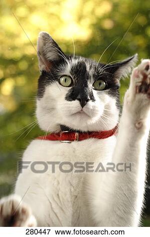 Stock Photo - Close-up of cat with flea collar . Fotosearch
