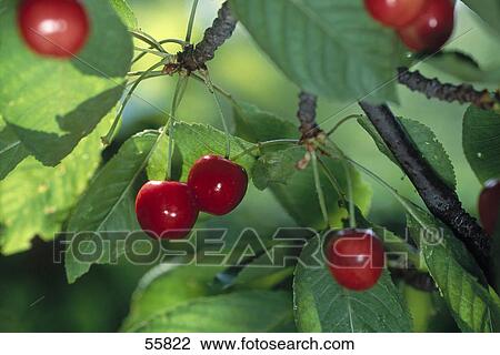 Close-up of cherries on a tree View Large Photo Image Stock Image - Close-up of cherries on a tree . Fotosearch